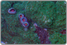 Never before seen Combo! Zoanthid's in the mix!